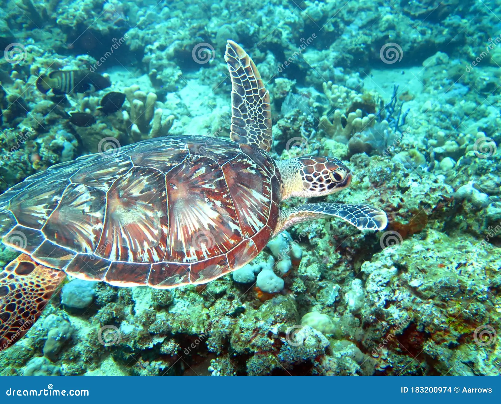 karettschildkr&oumlte