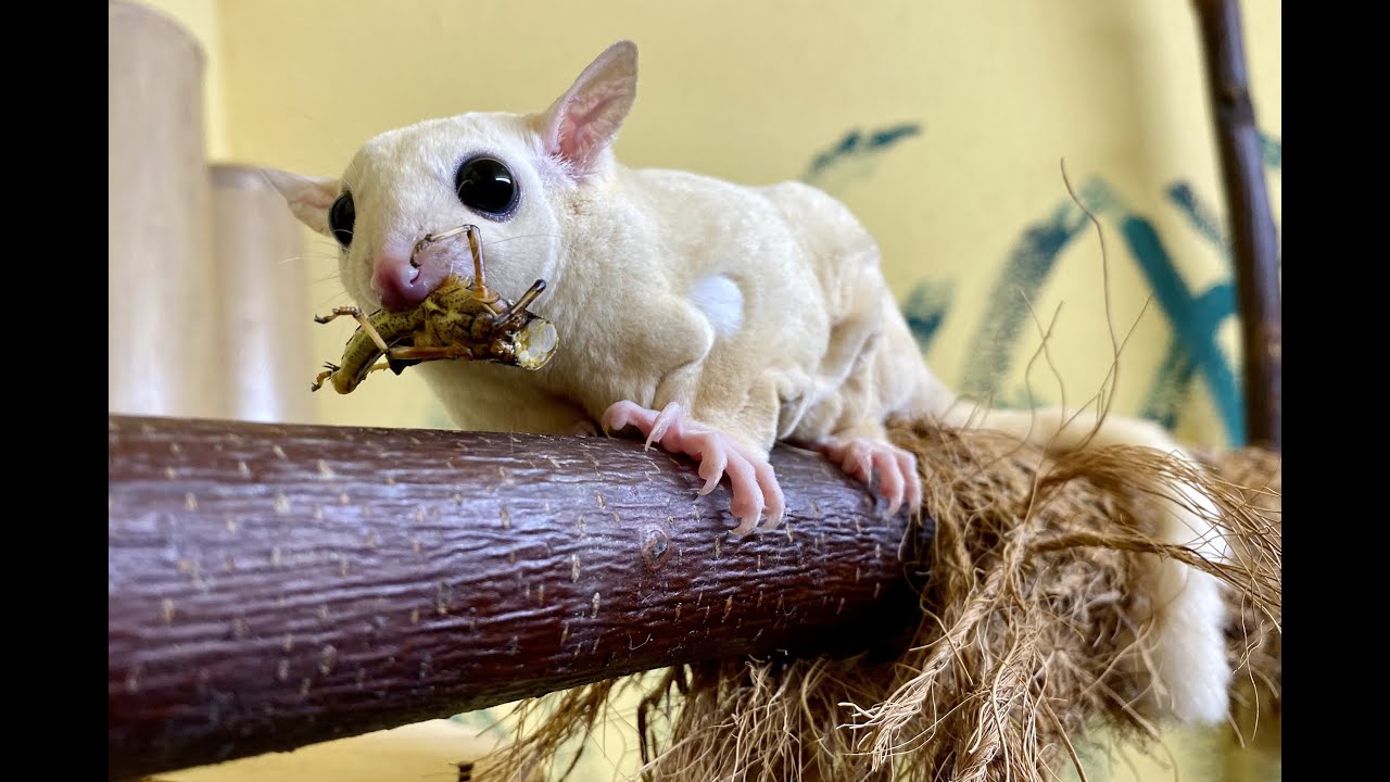 Nahrung des Kurzkopfgleitbeutlers