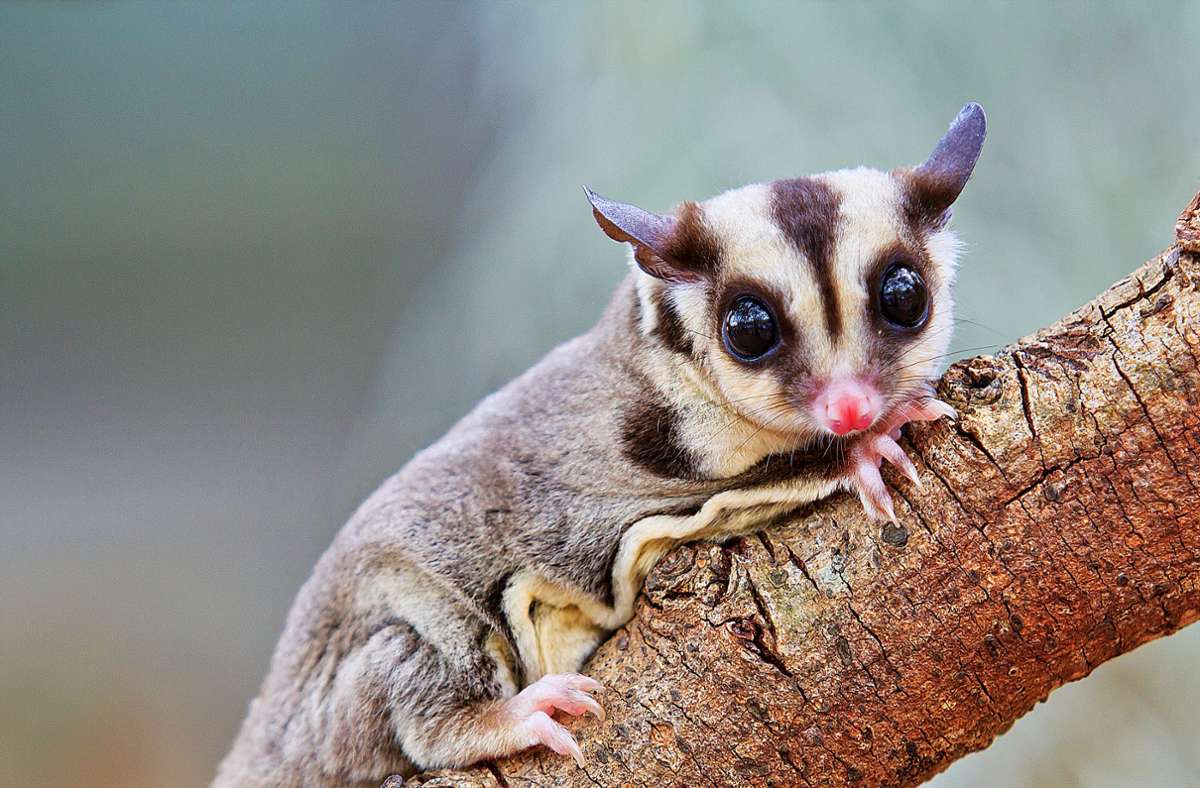 Kurzkopfgleitbeutler