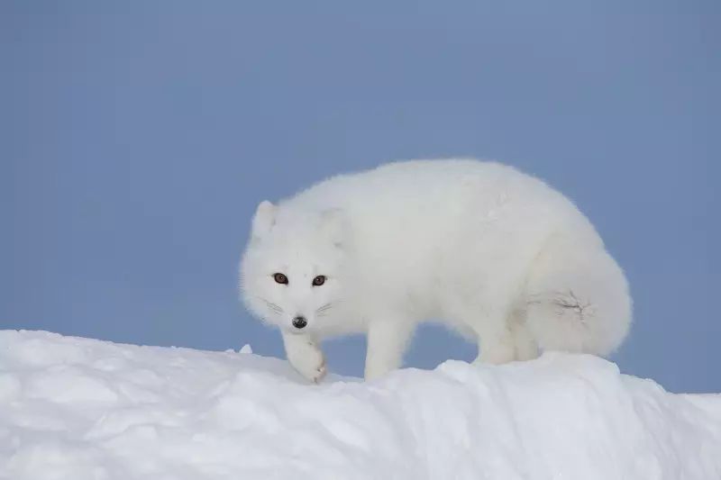 polarfuchs