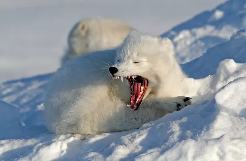 polarfuchs