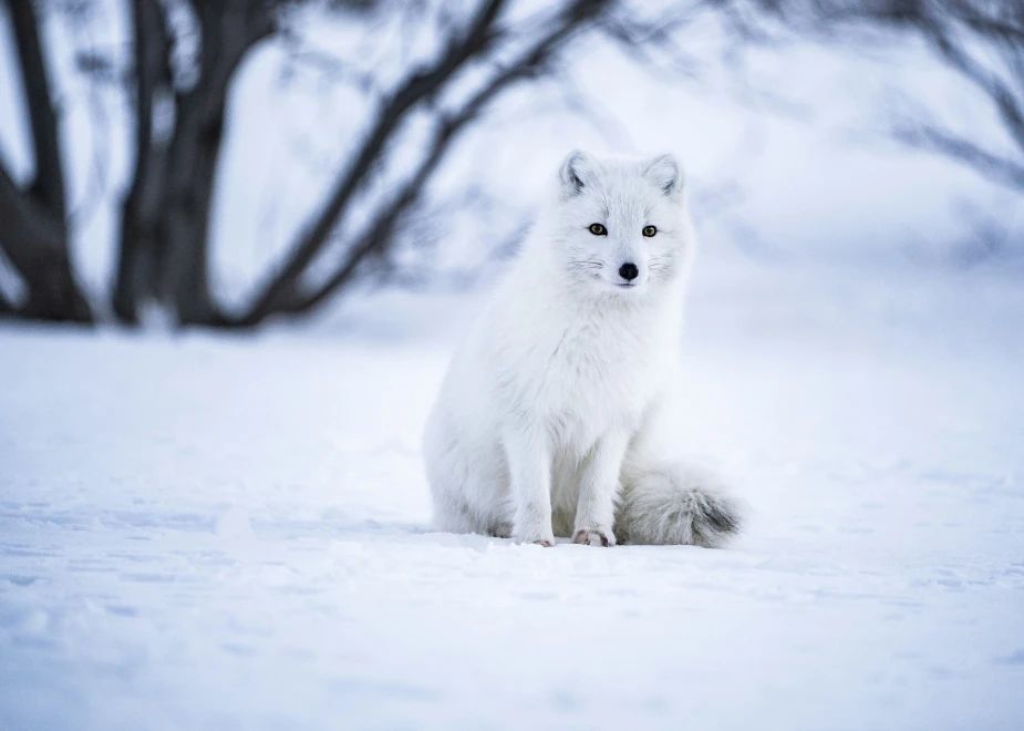 polarfuchs
